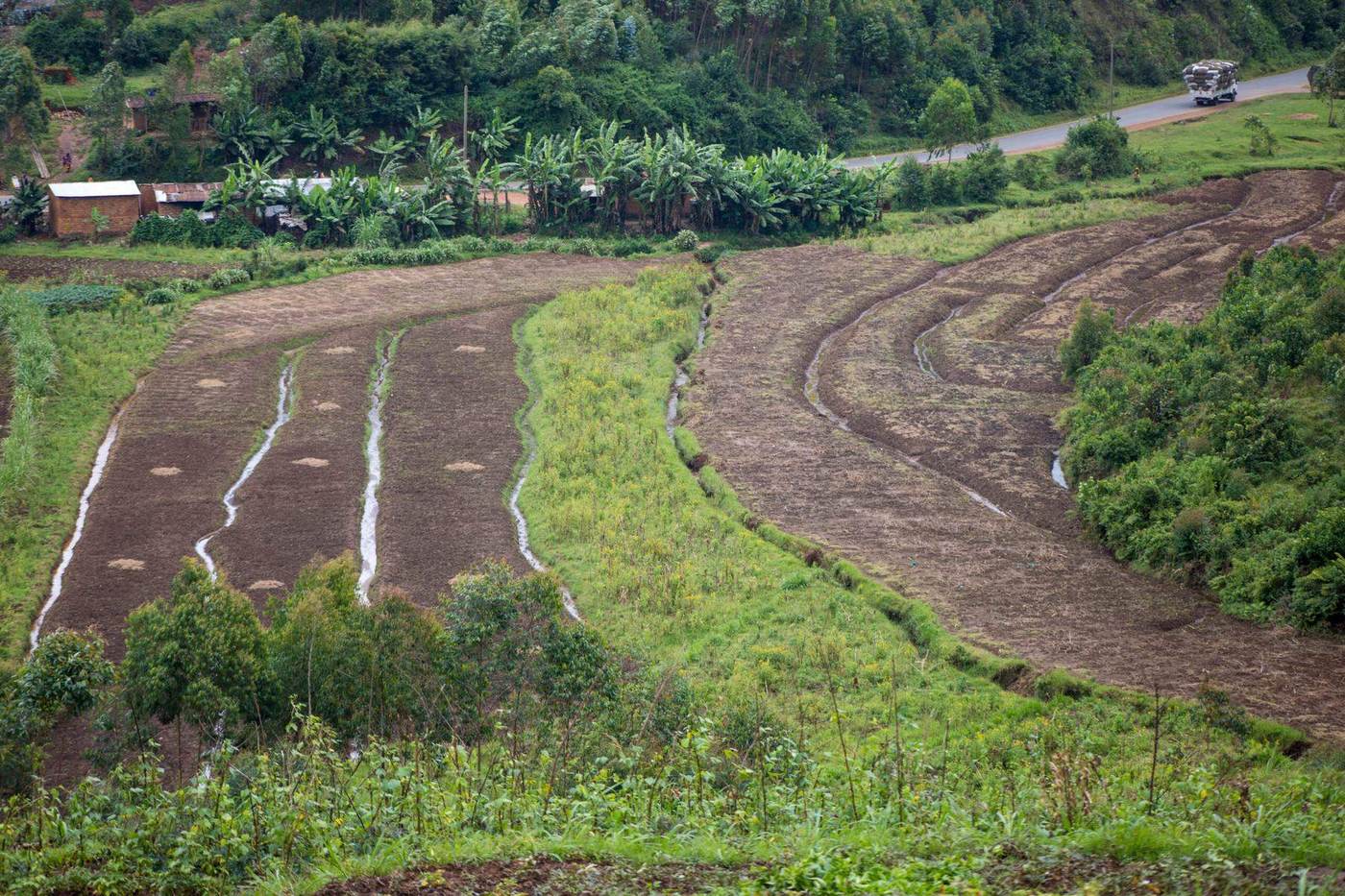 Terraced Burundian hillside farmland above the Kibira forest